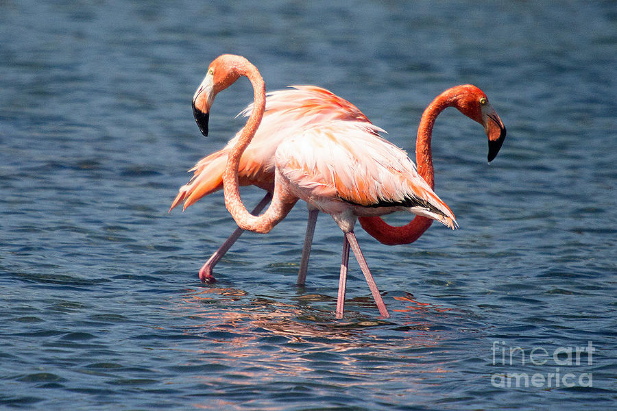 Duo Flamingo Tango Photograph by Bob Hislop