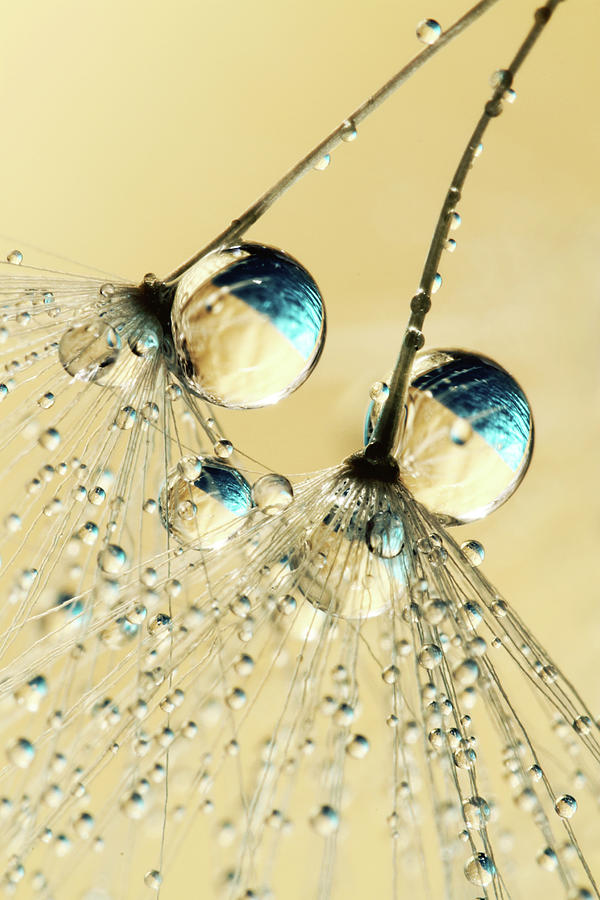 Abstract Photograph - Duo Shower Dandy Drops by Sharon Johnstone