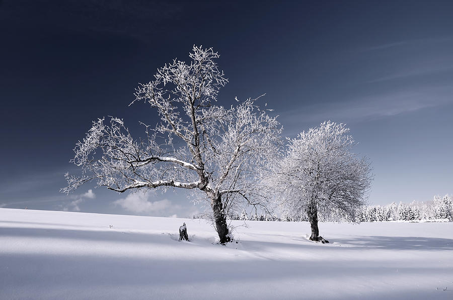 Duo White Photograph by Philippe Sainte-Laudy