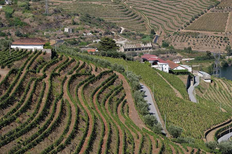 Duoro Valley Vineyard Overview 1 - Portugal Photograph by Madeline Ellis