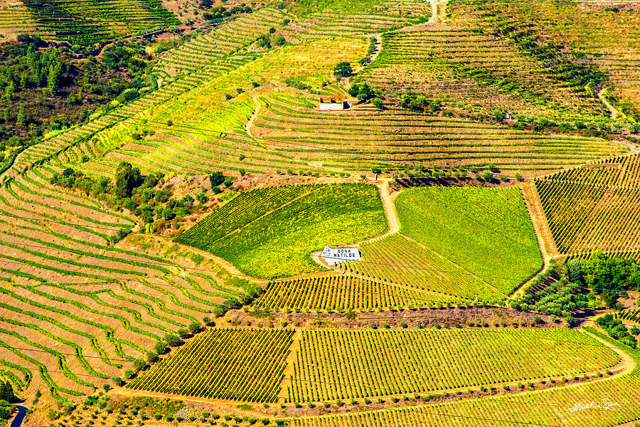 Duoro Valley Vineyard - Portugal Photograph by Madeline Ellis