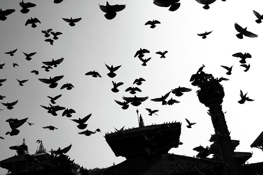 Temple Birds, Durbar Square, Kathmandu Photograph by Aidan Moran