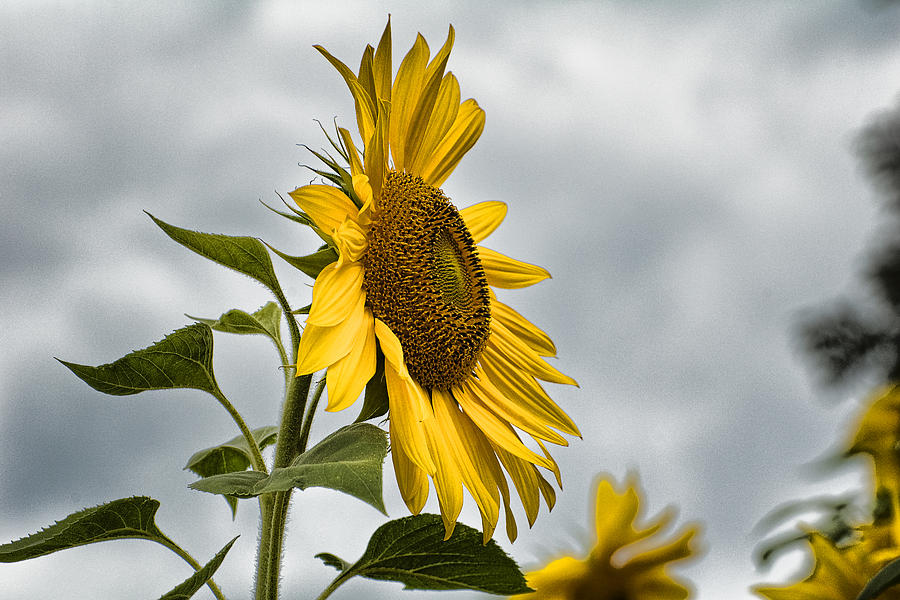 Durham Sunflower 2 Photograph by Edward Sobuta