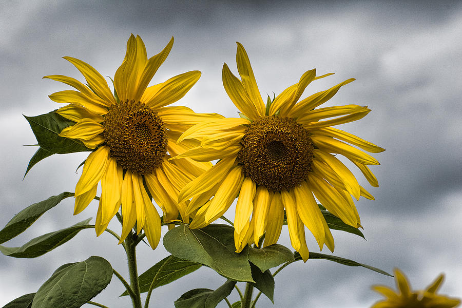 Durham Sunflowers Photograph by Edward Sobuta