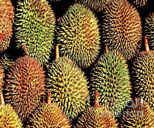 Durian Photograph by Dragica  Micki Fortuna