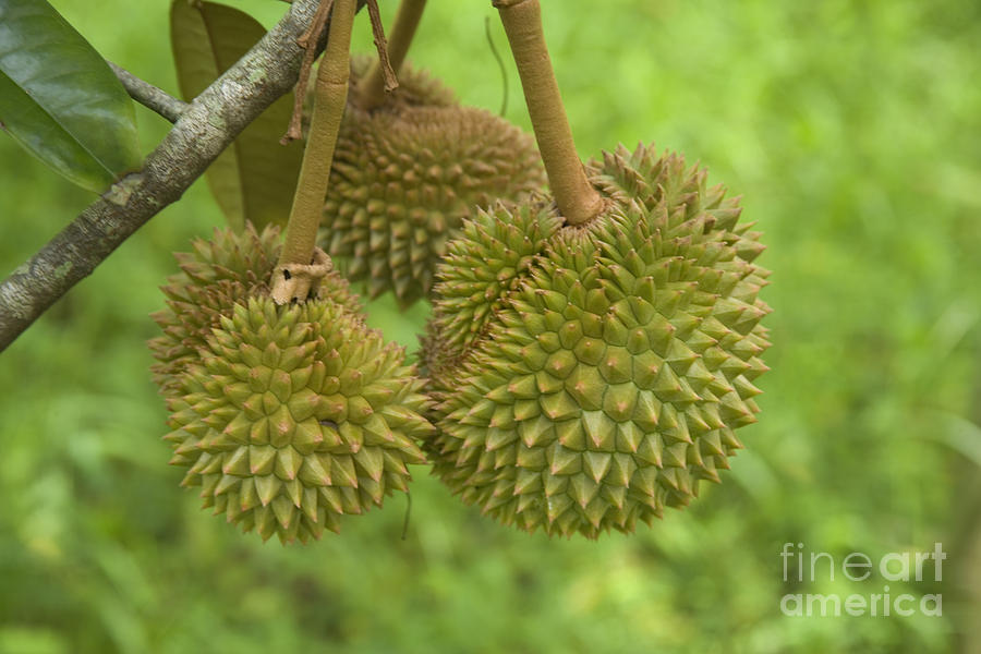 Durian Fruit Photograph by Inga Spence