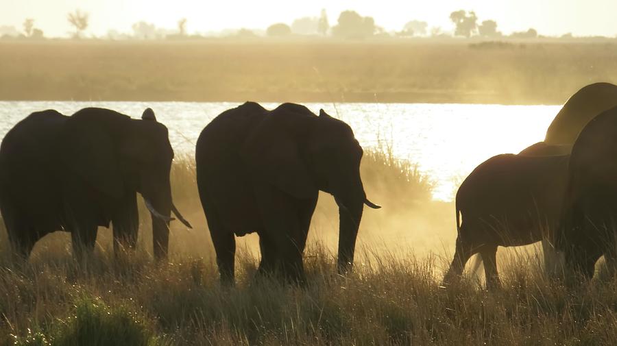 Elephant Photograph - Dusk along the Chobe River by Jennifer Wheatley Wolf