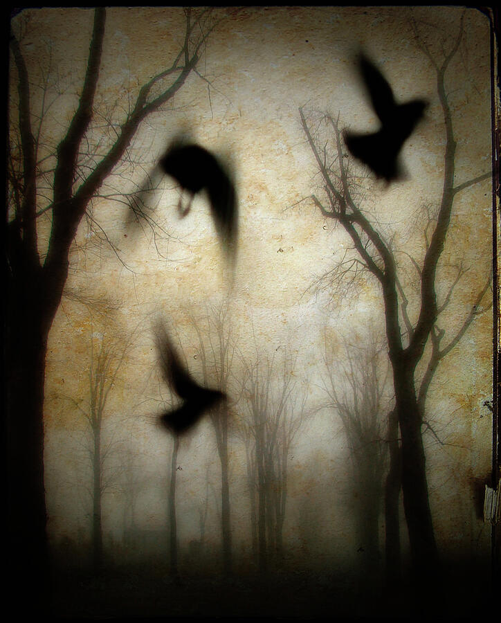 Dusk Begins As The Crows Fly Photograph by Gothicrow Images | Fine Art ...