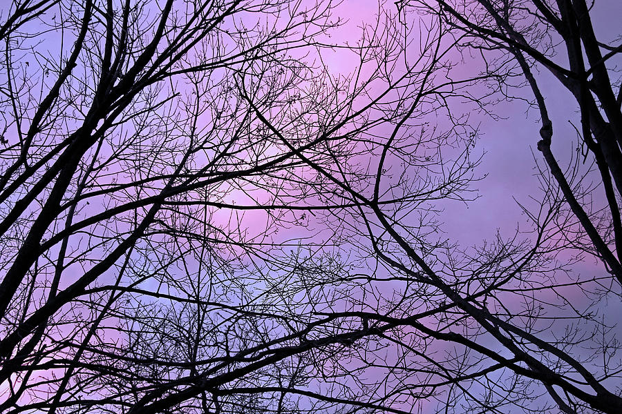 Colorful Sky Caught In Tree Web Photograph by Cora Wandel