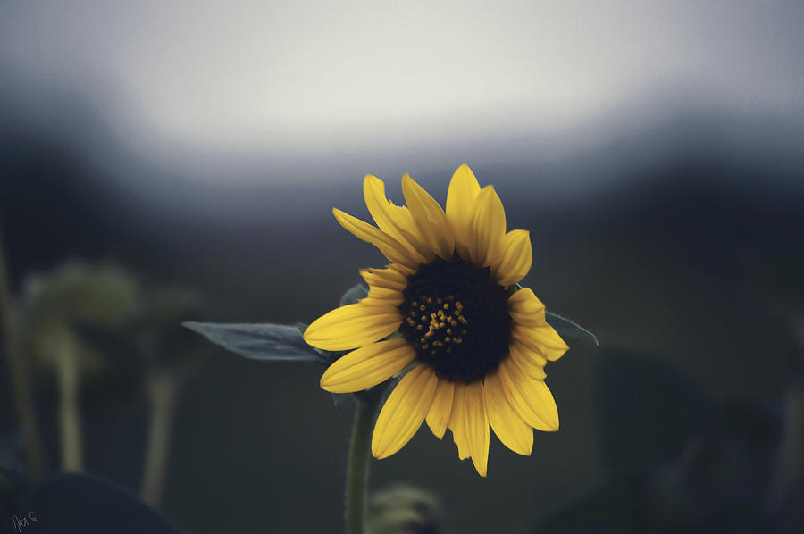 Sunflower Photograph - Dusk Flower by Nita G Leckenby