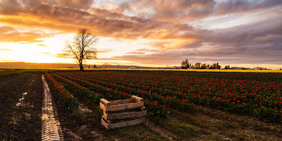 Dusk Golden Light in the Tulip Fields Photograph by Mike Reid