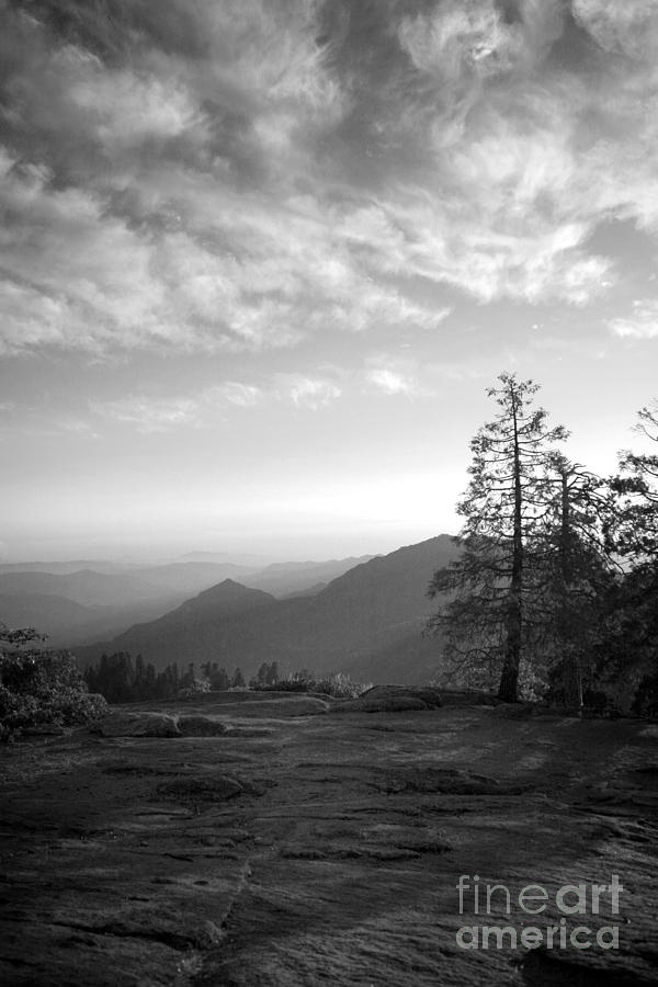 Black And White Photograph - Dusk in Sequoia by Timothy Johnson