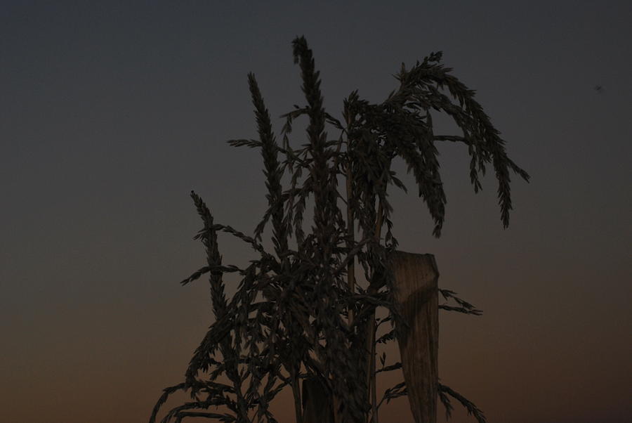 Dusk in the Corn field Photograph by Frank Larkin