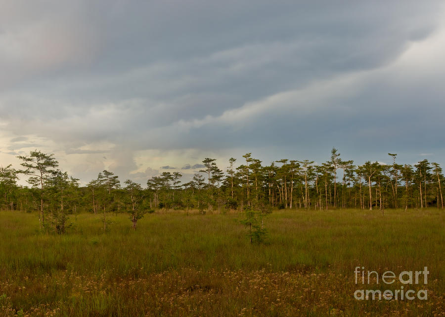 Big Cypress National Preserve Photograph - Dusk in the Everglades by Matt Tilghman