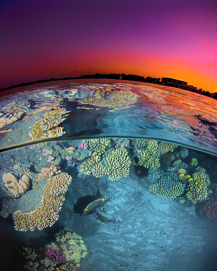 Dusk Over the red sea reef Photograph by Henry Jager