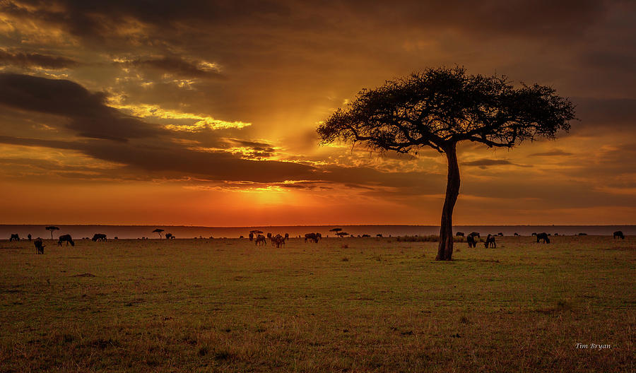 Sunset Photograph - Dusk over  the Serengeti by Tim Bryan