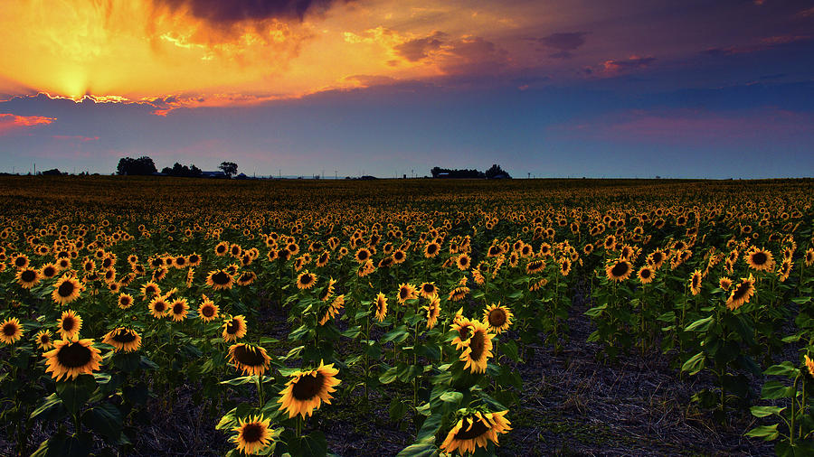Dusk Over The Sunflower Fields Photograph by John De Bord
