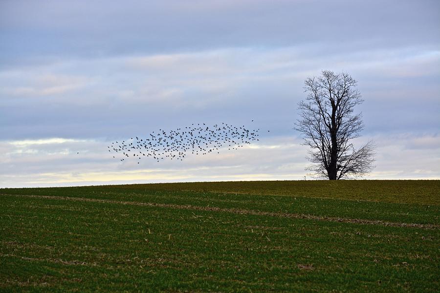 Dusk Tree and Birds Photograph by Tana Reiff