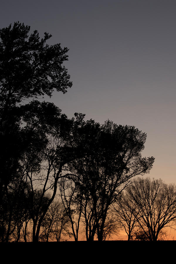 Sunset Photograph - Dusk Trees by Seth Love