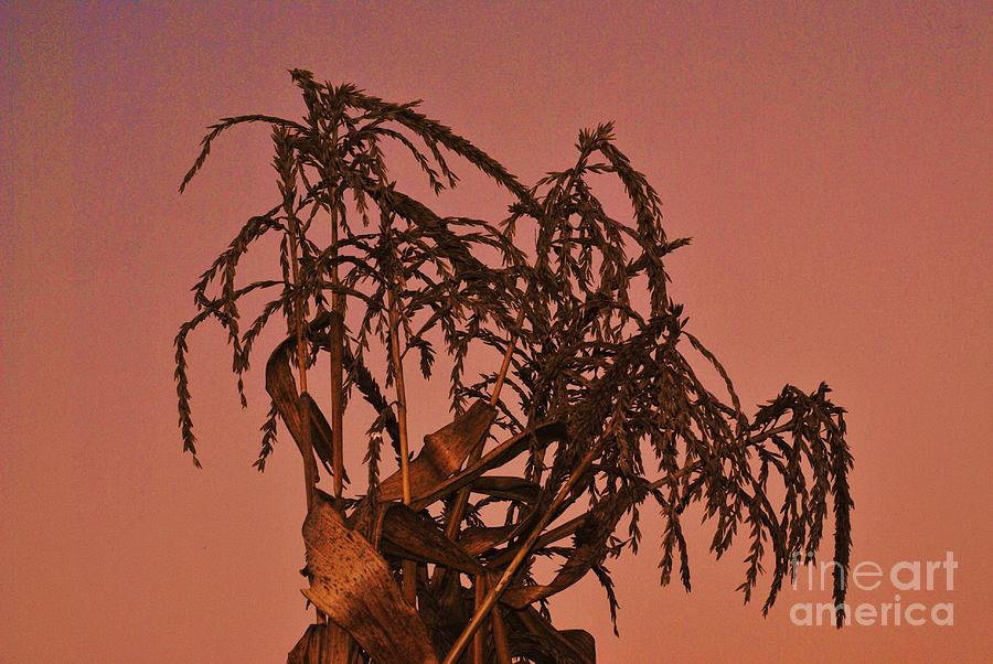 Dusky cornstalk Photograph by Frank Larkin