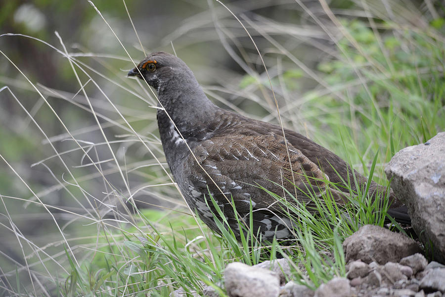 Dusky Grouse 2 Photograph by Whispering Peaks Photography