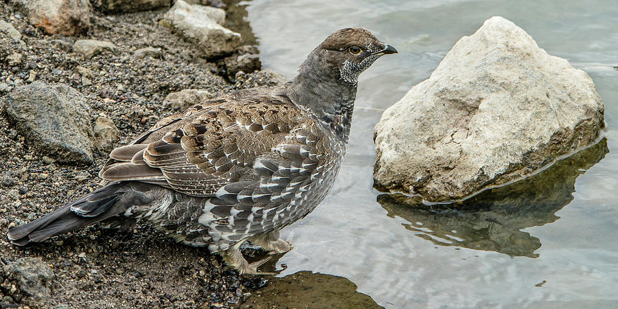 Dusky Grouse At The Creek Photograph by Yeates Photography