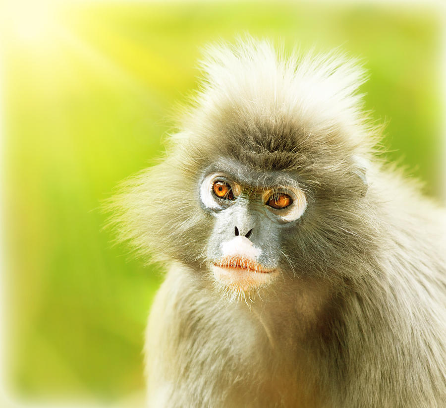 Dusky Leaf Monkey Photograph by Anna Om