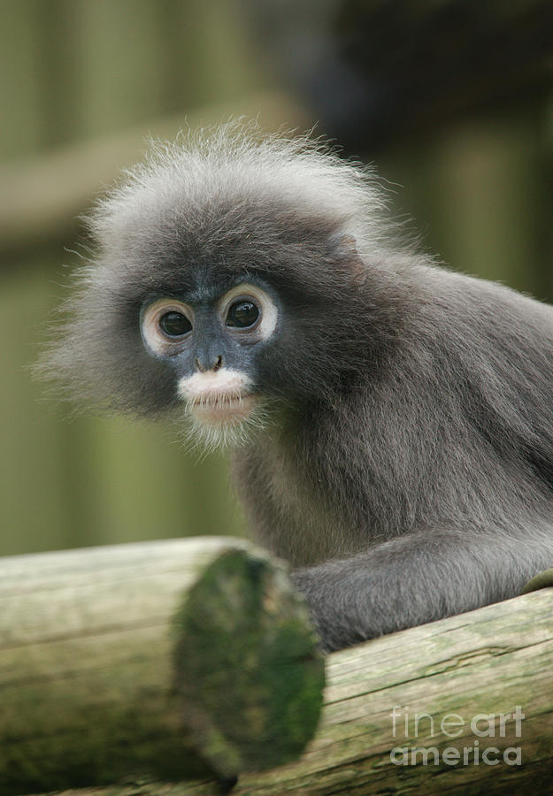 Dusky Leaf Monkey Photograph by MSVRVisual Rawshutterbug - Pixels