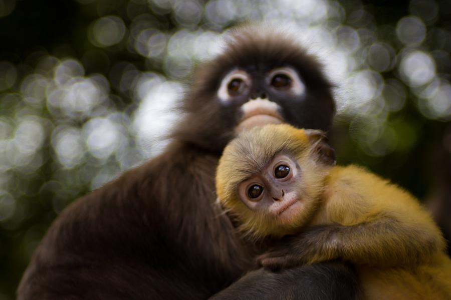 Dusky Leaf Monkeys Photograph by Daniel Nahabedian - Fine Art America