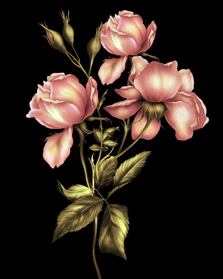 Rose Digital Art - Dusky Peach Roses On Black by Georgiana Romanovna