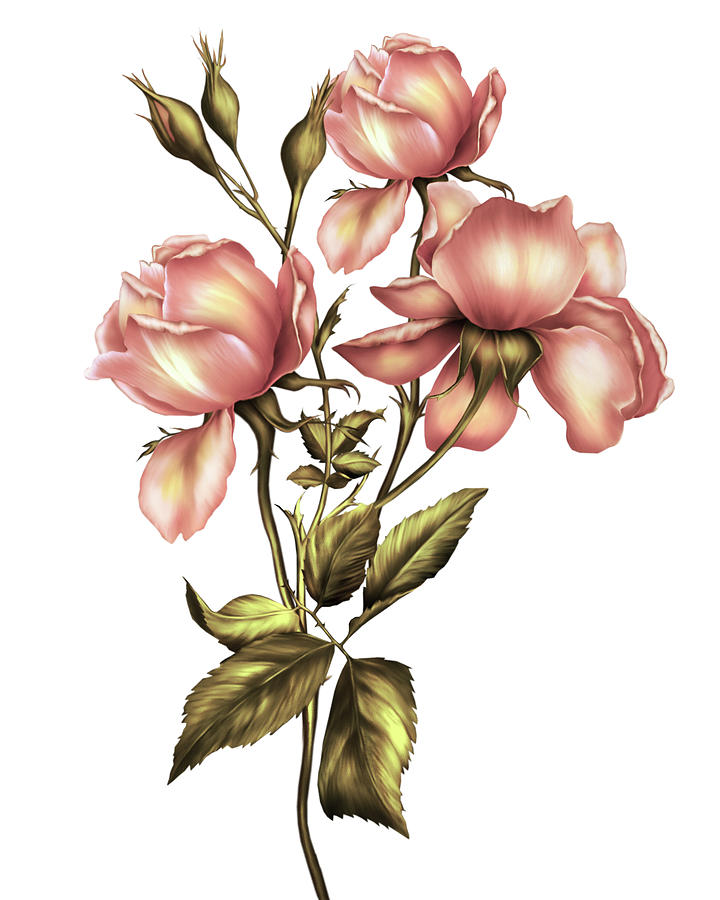 Dusky Peach Roses On White Digital Art by Georgiana Romanovna