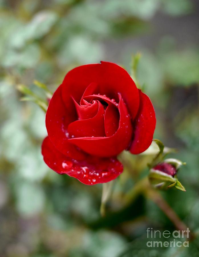 Rose Photograph - Dusky Red by John Chatterley