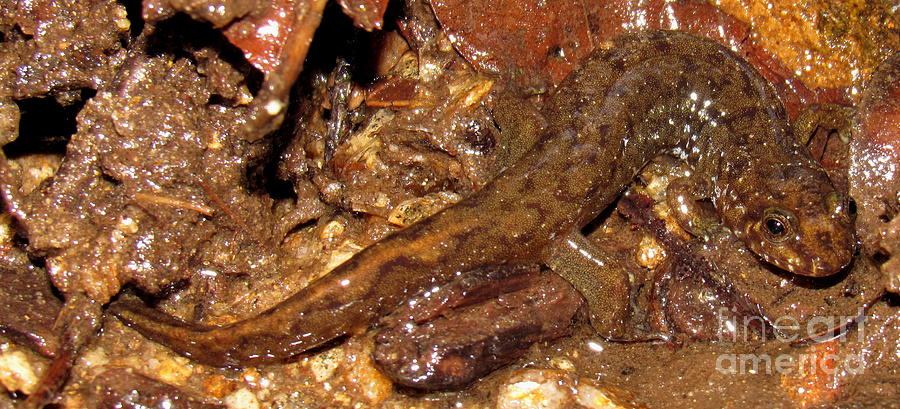 Dusky Salamander Photograph by Joshua Bales