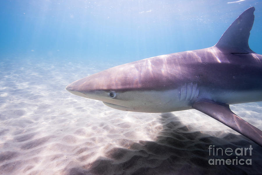 Dusky shark Carcharhinus obscurus Photograph by Hagai Nativ
