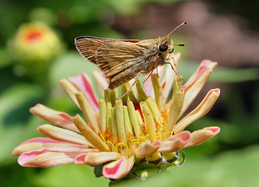 Butterfly Photograph - Dusky Skipper on New Zinnea by Scott  Bricker
