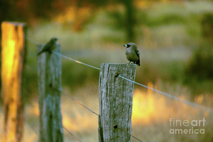 Dusky Woodswallow Photograph by Cassandra Buckley