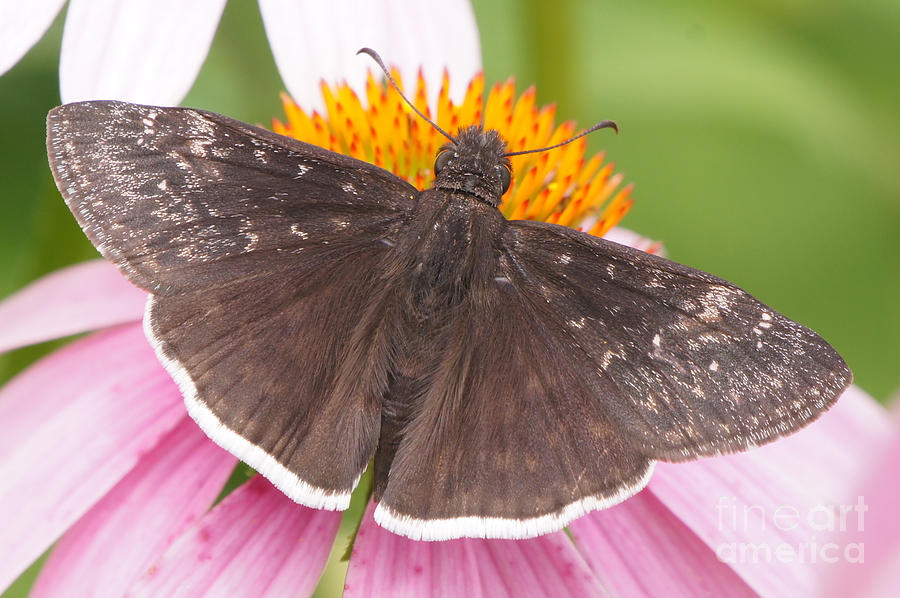Butterfly Photograph - Duskywing Butterfly on Coneflower by Robert Alter Reflections of Infinity