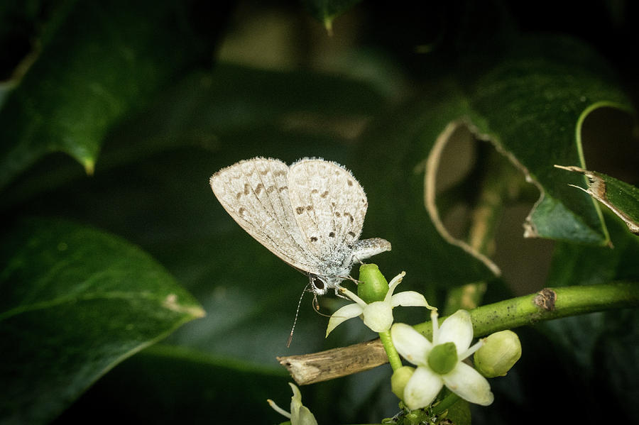 Spring Azure Butterfly Celastrina species Photograph by Douglas Barnett
