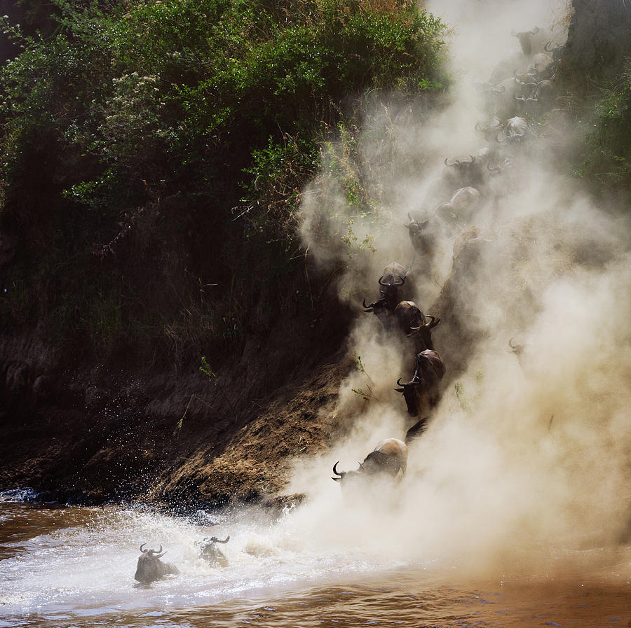 Wildlife Photograph - Dust and Wildebeest by Vicki Jauron
