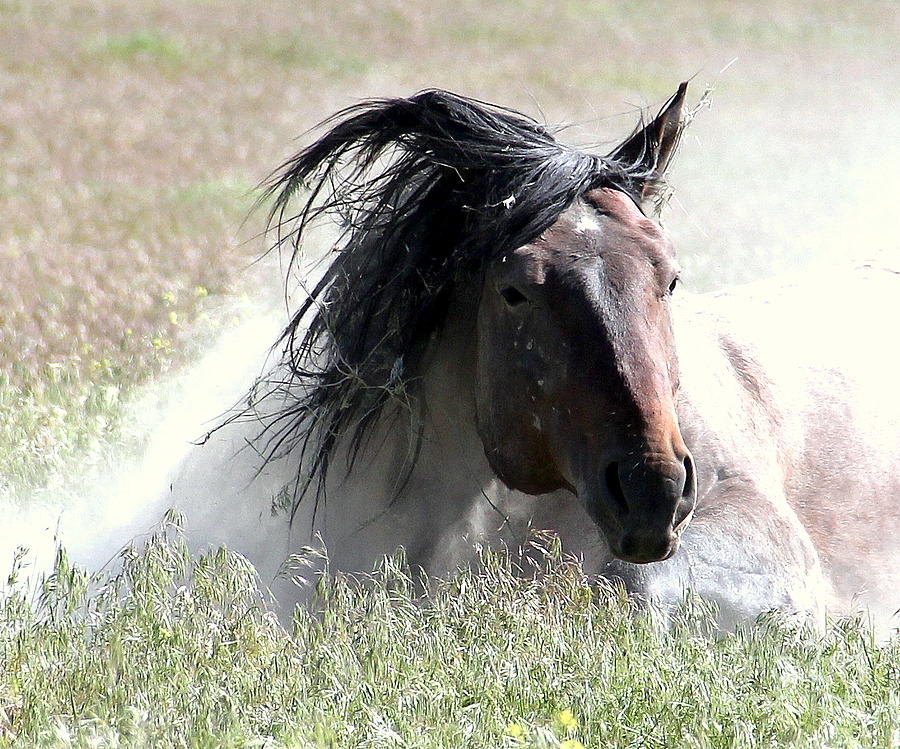 Wild Mustang Dust Bath Photograph by Carol Komassa