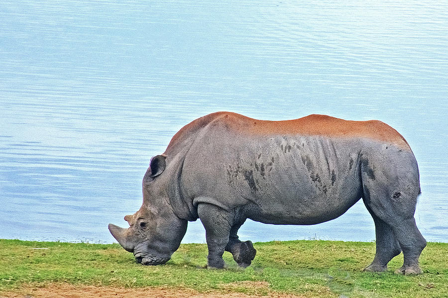 Dust on Back of White Rhino at San Diego Zoo Safari Park near Escondidio, California  Photograph by Ruth Hager