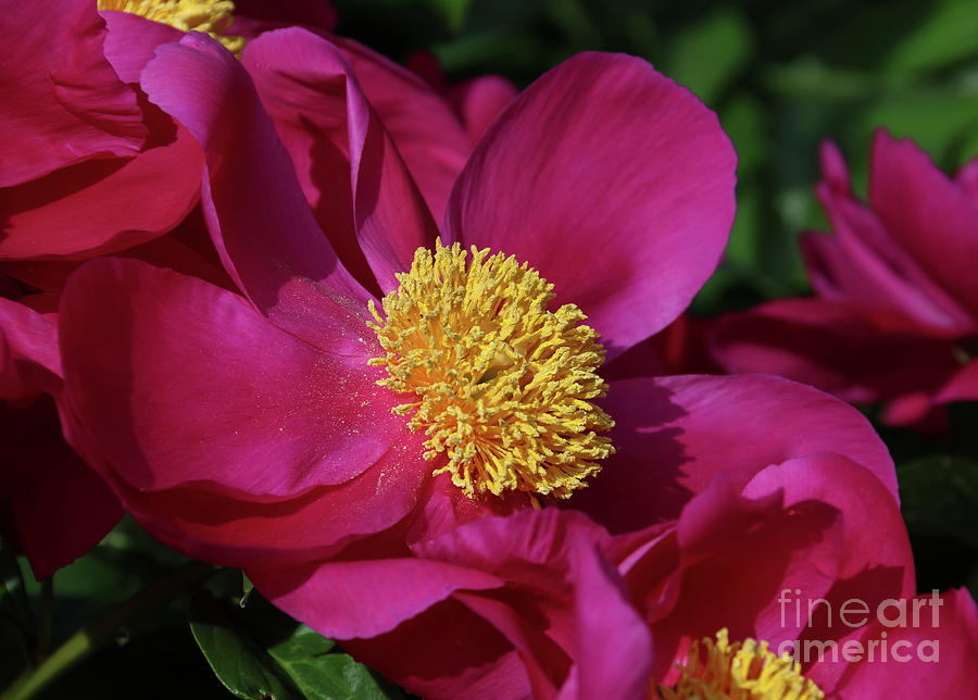 Dusted in Peony Pollen Photograph by Rachel Cohen