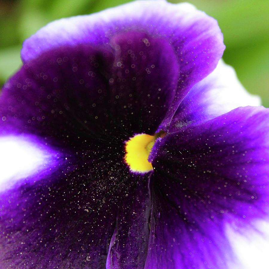 Nature Photograph - Dusted Purple Pansy Smile by M E