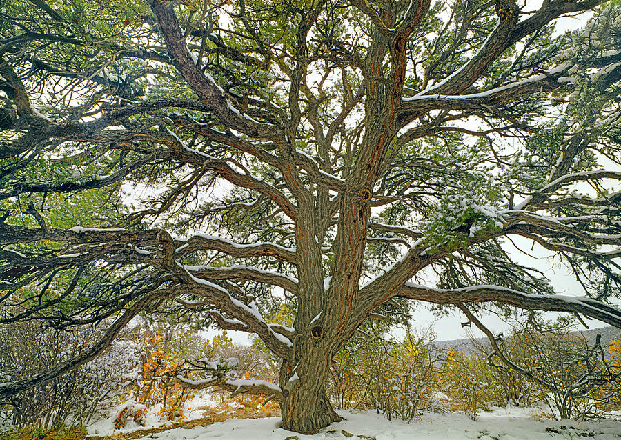 210352-Dusting on Pinyon Pine Tree  Photograph by Ed  Cooper Photography