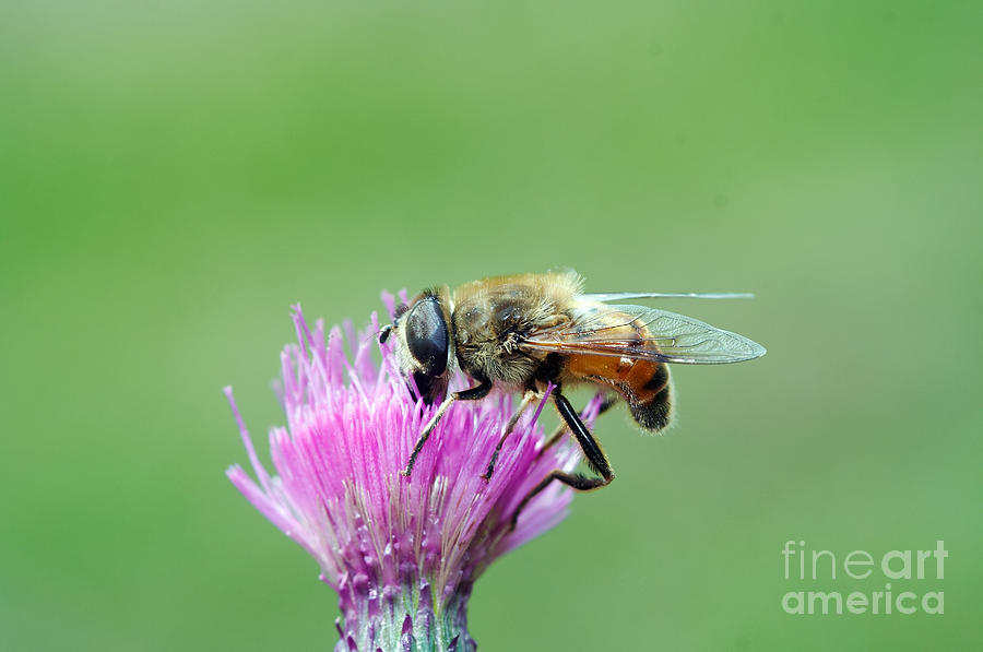Spring Photograph - Dusting - Syrphyd fly on the bloom by Michal Boubin