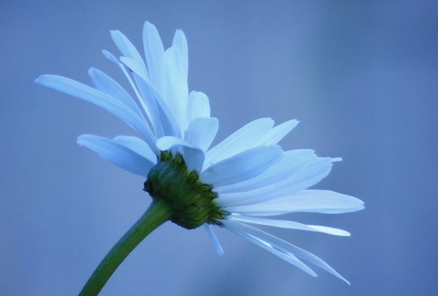 Dusty Blue Daisy Photograph by Barbara St Jean