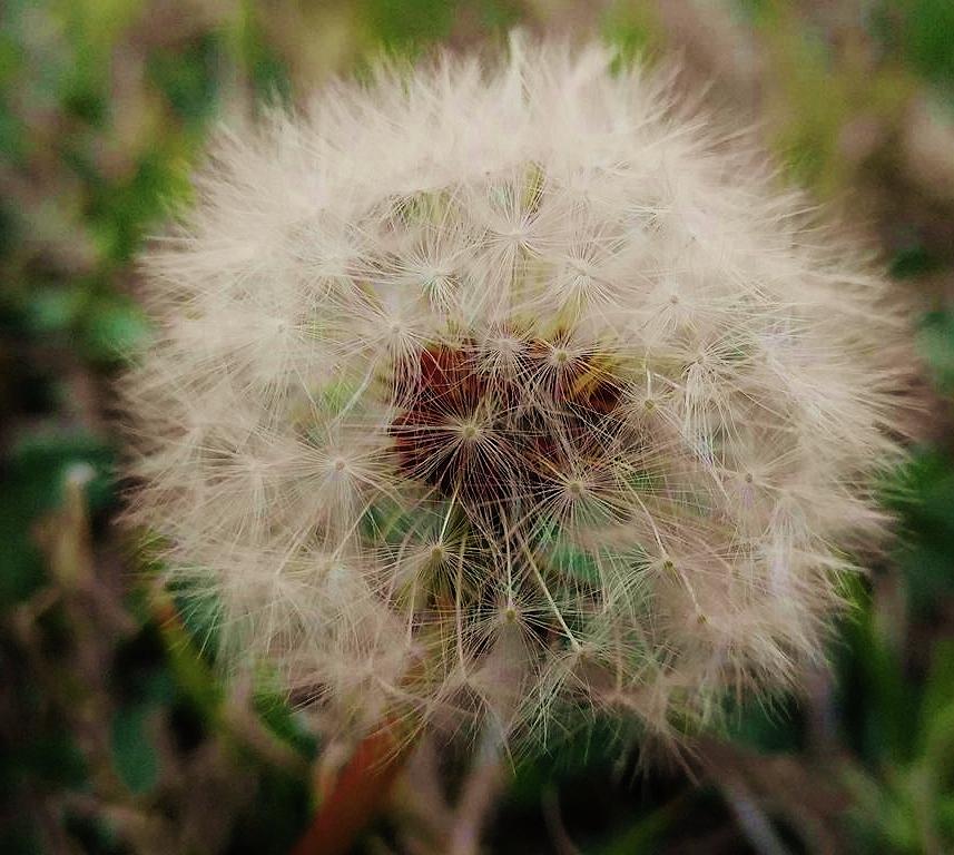 Dandelion Photograph - Dusty by Libby Sealy