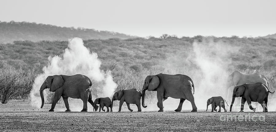 Animal Photograph - Dusty March by Inge Johnsson