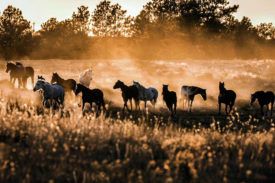 Dusty Mustang Sunset Photograph by Dawn Key