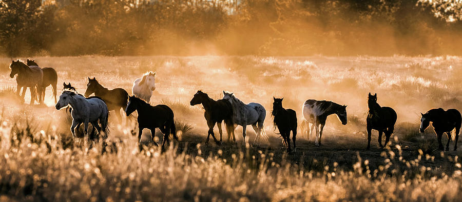 Dusty Mustang Sunset Panorama Photograph by Dawn Key